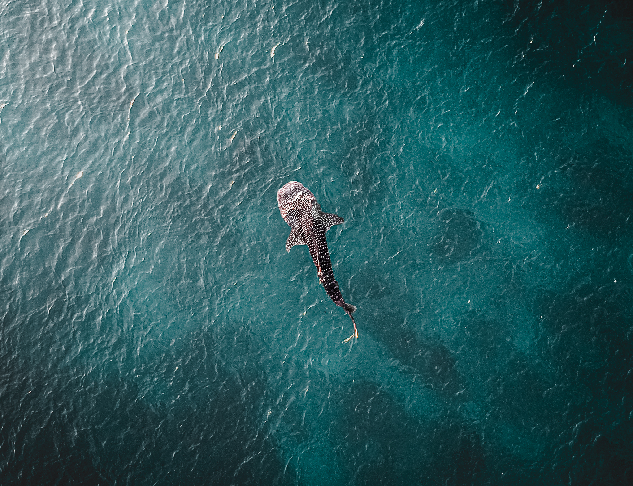 Why Fenfushi Is a Special Place to See Whale Sharks in the Maldives
