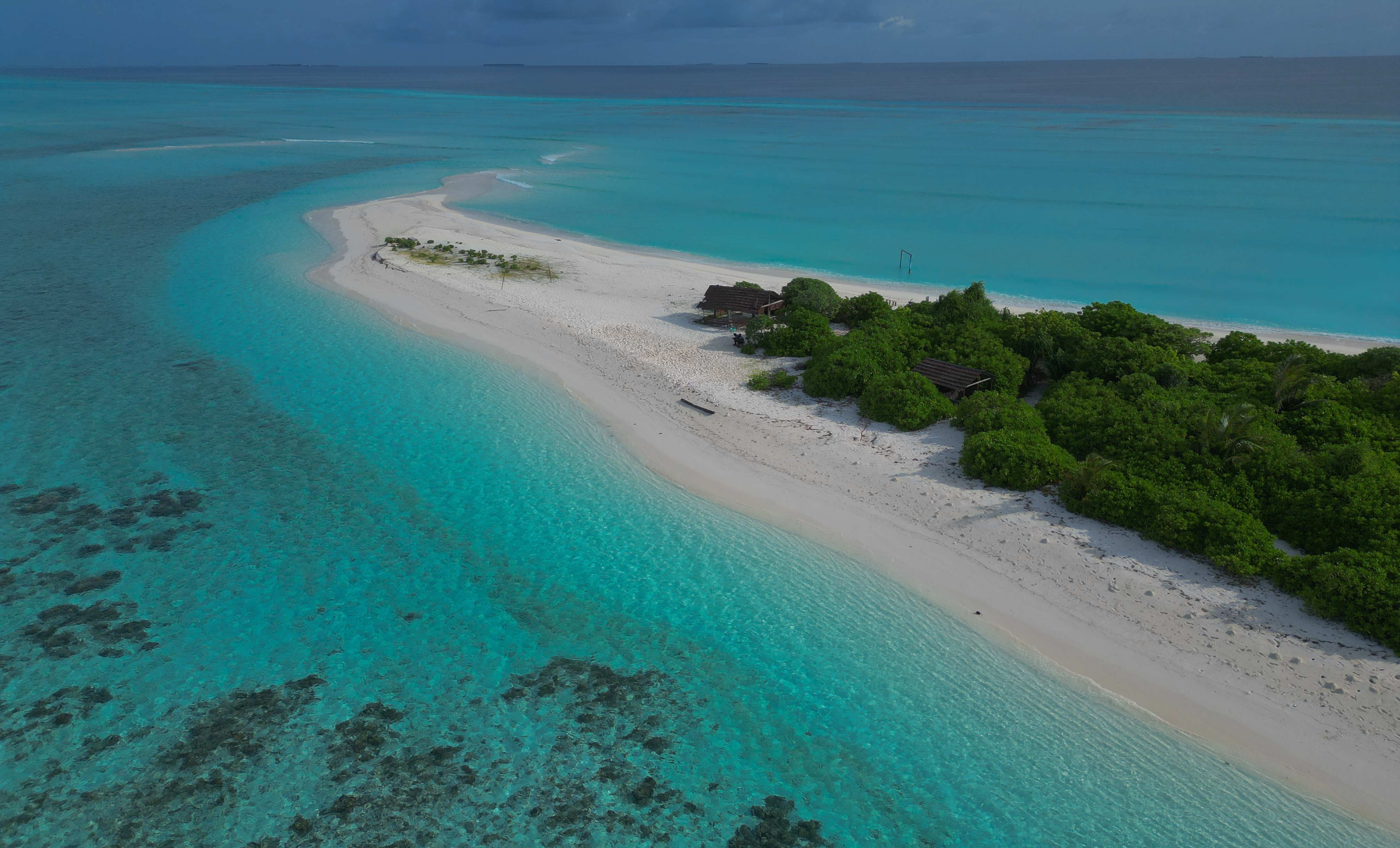 Why Fenfushi Is a Special Place to See Whale Sharks in the Maldives