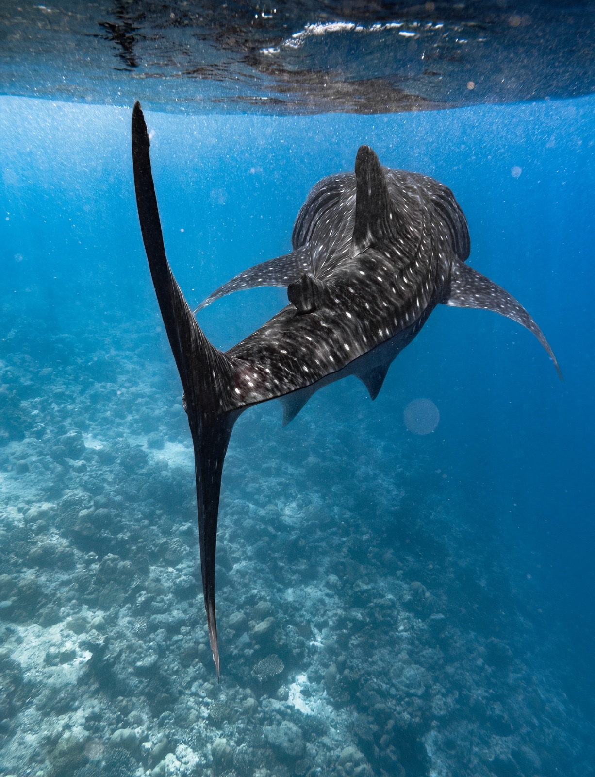 Scuba Diving